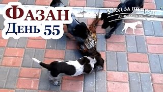 Знакомство с фазаном - Взял и понес - Уход за щенками день за днем - День 55
