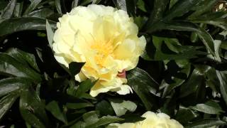 Lemon Dream® | R2 Flowers BV | Peonies