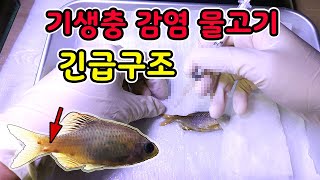 [오브리더] 민물고기 내부 기생충을 꺼내는 방법 (속 시원 주의)