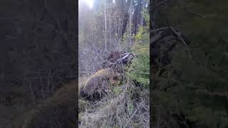Охота на лося осенью.Работа лаек по лосю 2018.