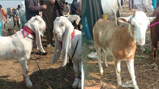 Kumb bakra Mandi kumb goats market 2020