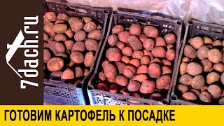 Подготовка картофеля к посадке - 7 дач