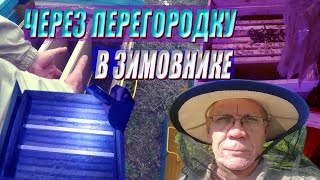 Пчеловодство зимой Зимовка отводков, пчел в конце января