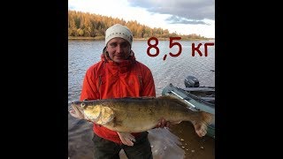 ОГРОМНЫЙ СУДАК!!8500 кг на Рыбинском водохранилище без эхолота