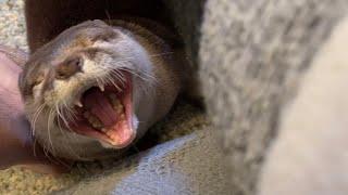 カワウソさくら ぷんぷくぷんと鳴きまくるカワウソ otter crying with a cute and funny voice