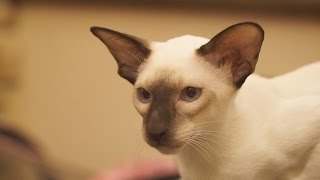 Ориентальная кошка. Стандарт породы и особенности содержания