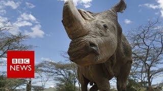 Last male northern white rhino dies in Kenya - BBC News