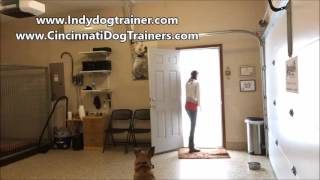 German Shepherd Pit Fenwick 1st 15min of training at Indianapolis Dog Trainers Off Leash K9