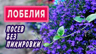 Сеем ампельную ЛОБЕЛИЮ без пикировки