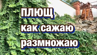 ПЛЮЩ садовый. HEDERA helix. Как сажаю, размножаю плющ.