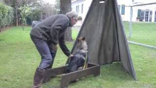 Schäferhund Ginella aus dem Elbtal 8 Monate
