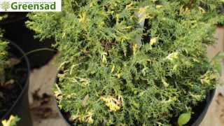 Кипарисовик тупой "Saffron Spray"  - видео-обзор от Greensad