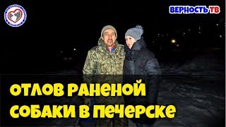 Отлов раненой собаки в Печерске