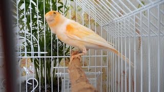 canto de canario-singing canary-пение кенара-kanarienvogel
