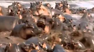 бои диких животных
