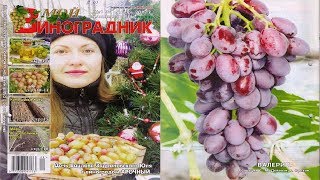 Мой Виноградник  № 1 Январь 2017г