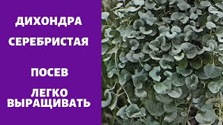 Дихондра серебристая -Быстрый посев, Легкое выращивание !
