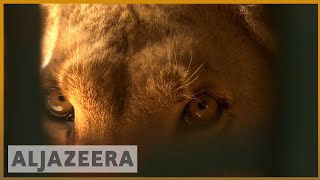?? Animals saved from war: Several species find peace in Jordan | Al Jazeera English