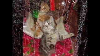 КОШКИ с выставки. КЛИП - ПРИКОЛЫ котят.
