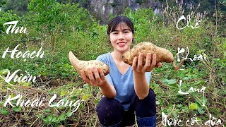 Thu hoạch khoai lang, Món chè và bánh khoai lang rán giòn  (Món ngon mỗi ngày) | Bếp Nhà Mình