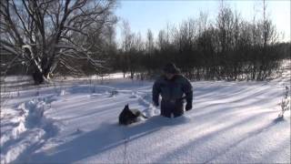 Питомник немецких овчарок с Красных Прудов / Щенки