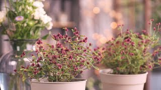 《焰火花园》220 千日小坊，达人的寄植盆栽里都有它