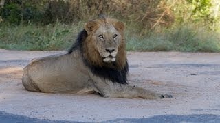 18 Lions Crossing Road - 10th April 2013 - Latest Sightings