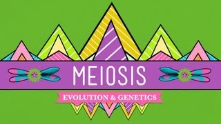 Meiosis: Where the Sex Starts - Crash Course Biology #13