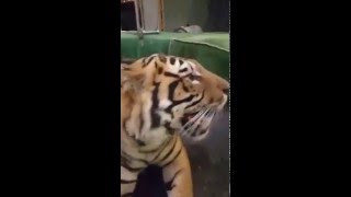 Большой Московский цирк — Periscope-дайджест #01 (Март 2016)