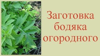 Заготовка листьев бодяка огородного