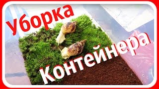 Уборка контейнера улиток Ахатины || Мои улитки Гриша и Степан