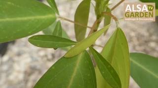 Codariocalyx motorius : Une plante rare pour les jardiniers curieux - Le Jardinier Curieux