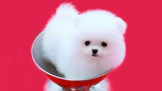 Мини шпиц белый