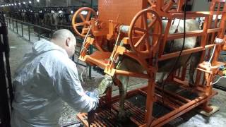 Обрезка копыт у коров ИП Кошутин