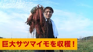 巨大なサツマイモを収穫しました【芋掘り#1】