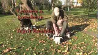 JÄGER - Lars Jöns und seine Münsterländer Jagdhunde