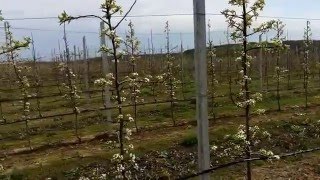 Грушевый сад интенсивного типа , начало цветения (16.04.2016.)