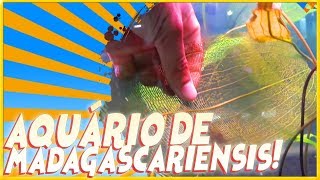 MEU AQUÁRIO DE MADAGASCARIENSIS