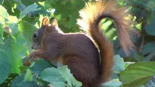 Eichhörnchen / red squirrel