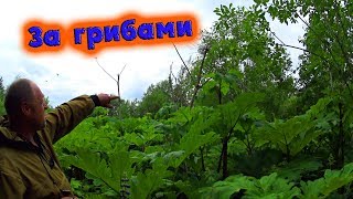 ЗА ГРИБАМИ//ПРО БОРЩЕВИК СОСНОВСКОГО//деревенские будни