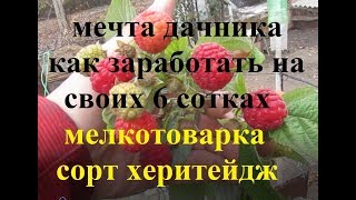херитейдж сорт малины отзыв и обзор 29 октября 2019