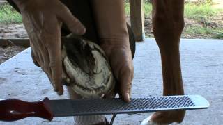 How to Trim a Horse Hoof
