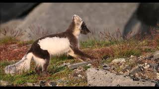 Fjellreven på dovrefjell 4 min video av Odd Walseng