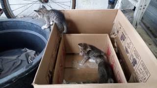 [Asli] Kisah nyata kasih sayang induk kucing kepada anaknya ( Terharu ) Wajib tonton !