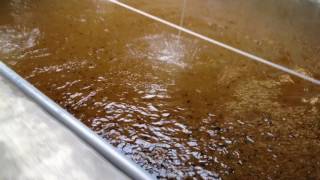 kỹ thuật sản xuất giống cá chim vây vàng