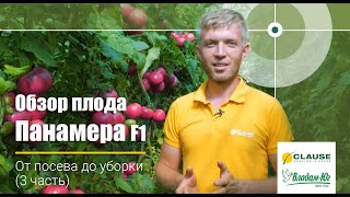 ? Панамера F1 | Обзор плода | Высокопроизводительный тепличный томат