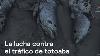 La lucha contra el tráfico de totoaba en el Alto Golfo de California - Despierta con Loret