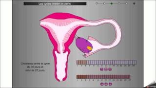 Cycles reproducteurs