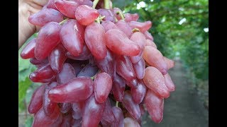 Виноград новинка - Фламенко  .