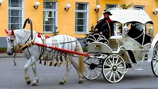 Карета и белая лошадь. Футажи для видеомонтажа. Футажи с лошадьми. Белая лошадка